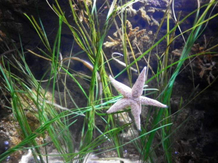 Starfish in Sea Life London Aquarium
